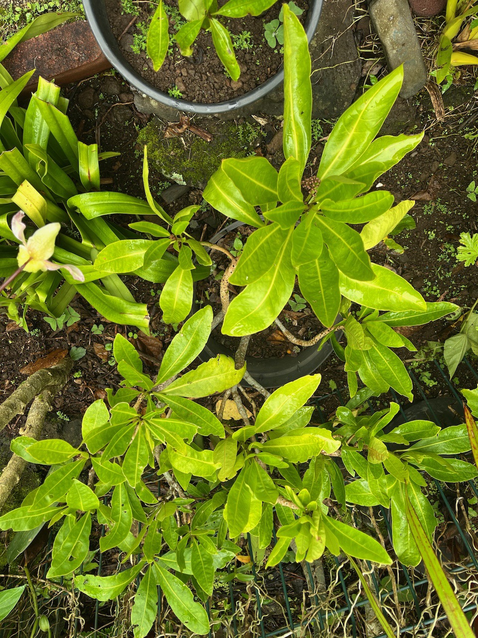 7. Pisonia lanceolata Bois mapou Nyctaginaceae Endémique La Réunion, Maurice.jpeg