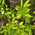 7. Pisonia lanceolata Bois mapou Nyctaginaceae Endémique La Réunion, Maurice.jpeg