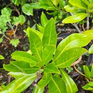 Pisonia lanceolata Bois mapou Nyctaginace ae Endémique La Réunion, Maurice 00.jpeg