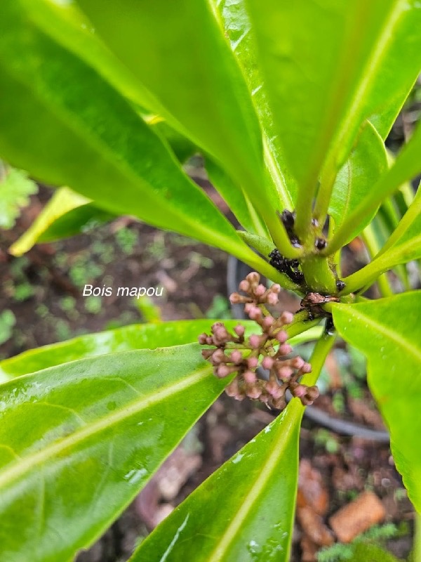 Pisonia lanceolata Bois mapou Nyctaginace ae Endémique La Réunion, Maurice 01.jpeg