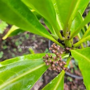 Pisonia lanceolata Bois mapou Nyctaginace ae Endémique La Réunion, Maurice 01.jpeg