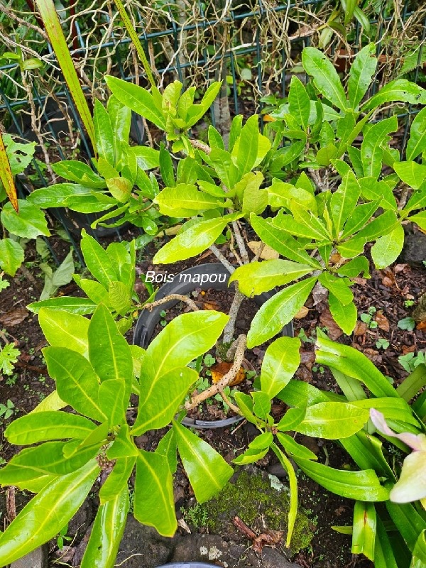 Pisonia lanceolata Bois mapou Nyctaginace ae Endémique La Réunion, Maurice 02.jpeg