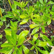 Pisonia lanceolata Bois mapou Nyctaginace ae Endémique La Réunion, Maurice 02.jpeg