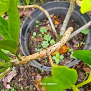 Pisonia lanceolata Bois mapou Nyctaginace ae Endémique La Réunion, Maurice 03.jpeg