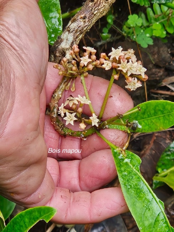 Pisonia lanceolata Bois mapou Nyctaginace ae Endémique La Réunion, Maurice 04.jpeg