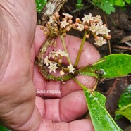 Pisonia lanceolata Bois mapou Nyctaginace ae Endémique La Réunion, Maurice 04.jpeg