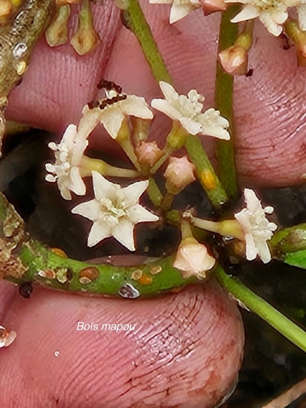 Pisonia lanceolata Bois mapou Nyctaginace ae Endémique La Réunion, Maurice 05.jpeg