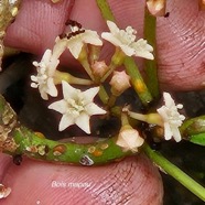 Pisonia lanceolata Bois mapou Nyctaginace ae Endémique La Réunion, Maurice 05.jpeg