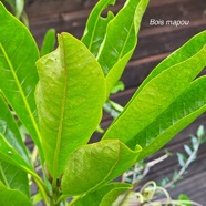 Pisonia lanceolata Bois mapou Nyctaginace ae Endémique La Réunion, Maurice 17.jpeg