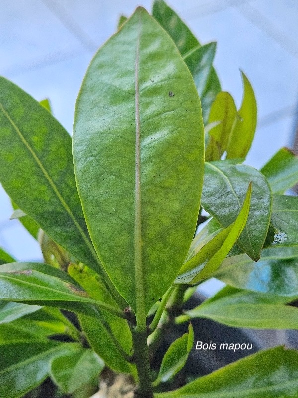 Pisonia lanceolata Bois mapou Nyctaginacea e Endémique La Réunion, Maurice 528.jpeg