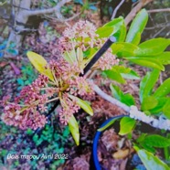 Pisonia lanceolata Bois mapou Nyctaginaceae End émique La Réunion, Maurice Avril 2022 08.jpeg