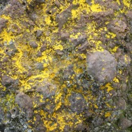 Xanthoria_sp_?_Lichen_croutant-P1080335.jpg