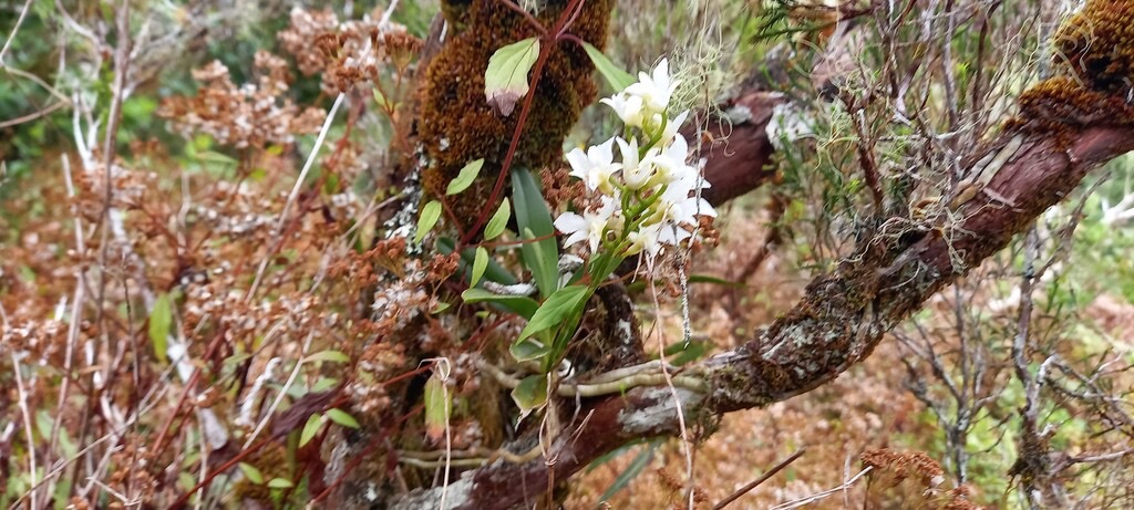 Beclardia_macrostachya-EPIDENDROIDEAE-Indigene_Reunion-20241104_120027.jpg