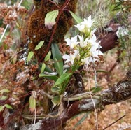 Beclardia_macrostachya-EPIDENDROIDEAE-Indigene_Reunion-20241104_120027.jpg