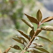 Dombeya_ferruginea_?-Petit_Mahot-MALVACEAE-Endemique_Reunion_Maurice-MB3_8153.jpg