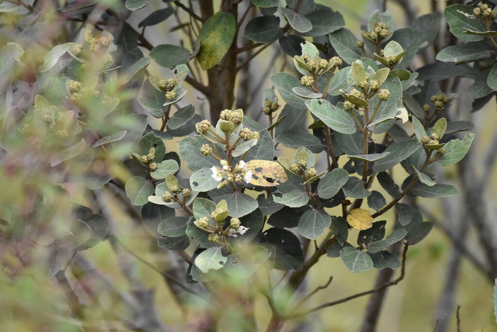 Dombeya_ficulnea-Mahot-MALVACEAE-Endemique_Reunion-MB3_8067.jpg