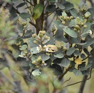 Dombeya_ficulnea-Mahot-MALVACEAE-Endemique_Reunion-MB3_8067.jpg