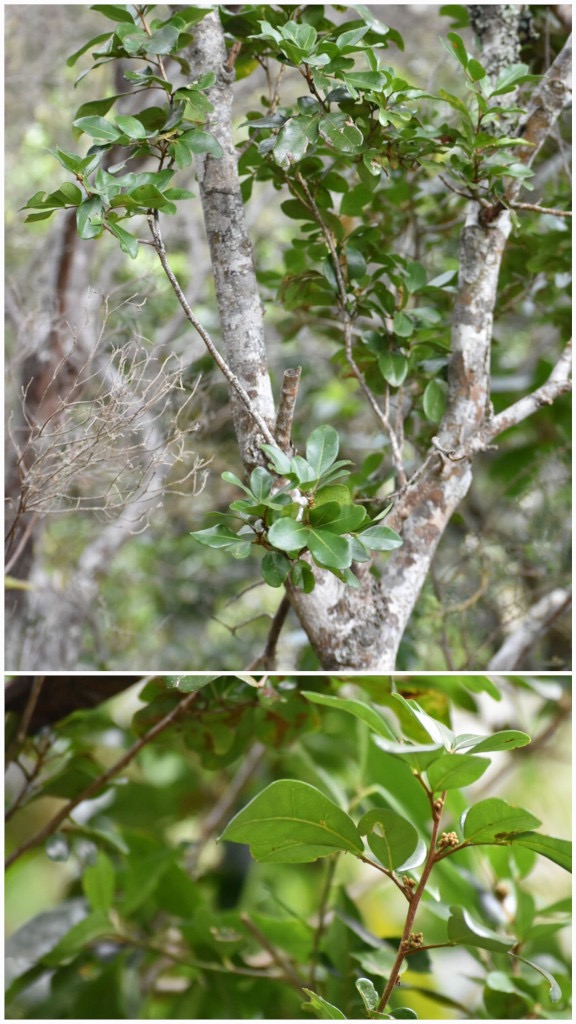 Doratoxylon_apetalum_var._diphyllum-Bois_de_gaulette_des_hauts-SAPINDACEAE-Indigene_Reunion-20241107_191835.jpg