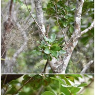 Doratoxylon_apetalum_var._diphyllum-Bois_de_gaulette_des_hauts-SAPINDACEAE-Indigene_Reunion-20241107_191835.jpg