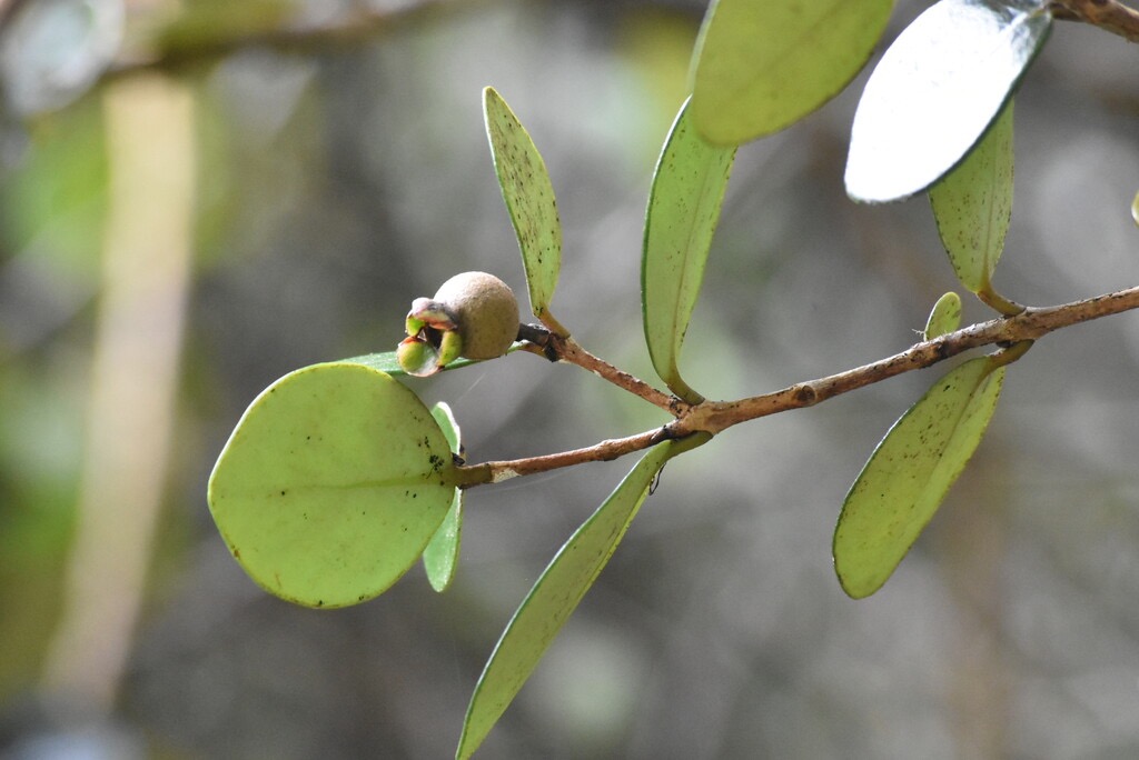 Eugenia_buxifolia-Bois_de_Nefles-MYRTACEAE-Endemique_Reunion-MB3_8178.jpg