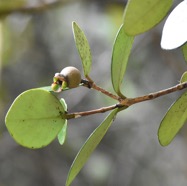 Eugenia_buxifolia-Bois_de_Nefles-MYRTACEAE-Endemique_Reunion-MB3_8178.jpg