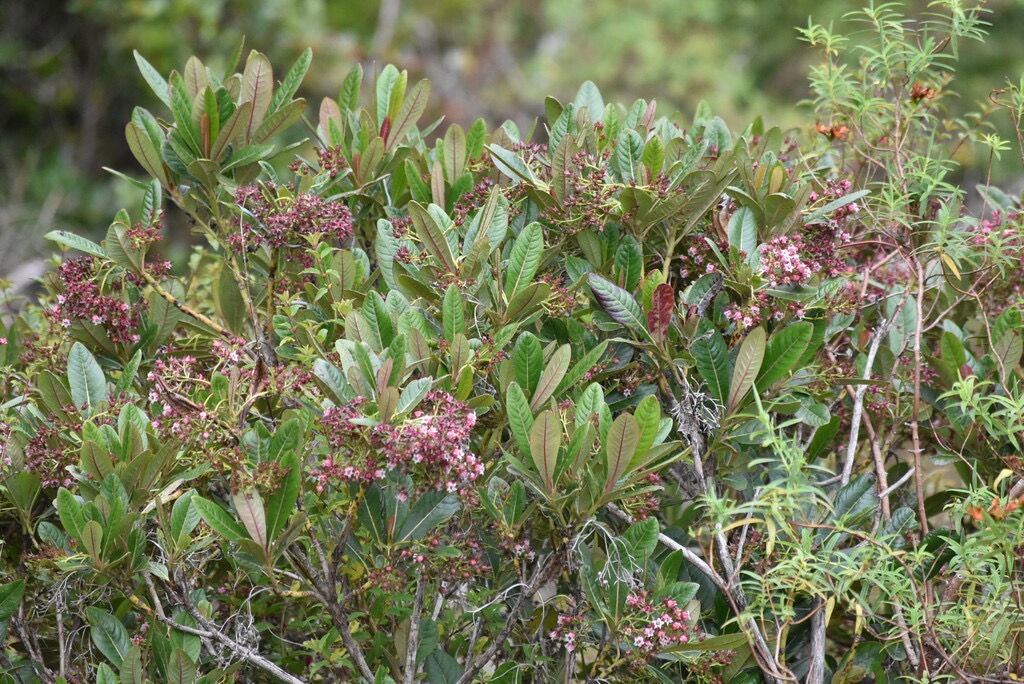 Forgesia_racemosa-Bois_de_Laurent_Martin-ESCALLONIACEAE-Endemique_Reunion-MB3_8057.jpg