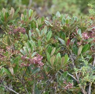 Forgesia_racemosa-Bois_de_Laurent_Martin-ESCALLONIACEAE-Endemique_Reunion-MB3_8057.jpg