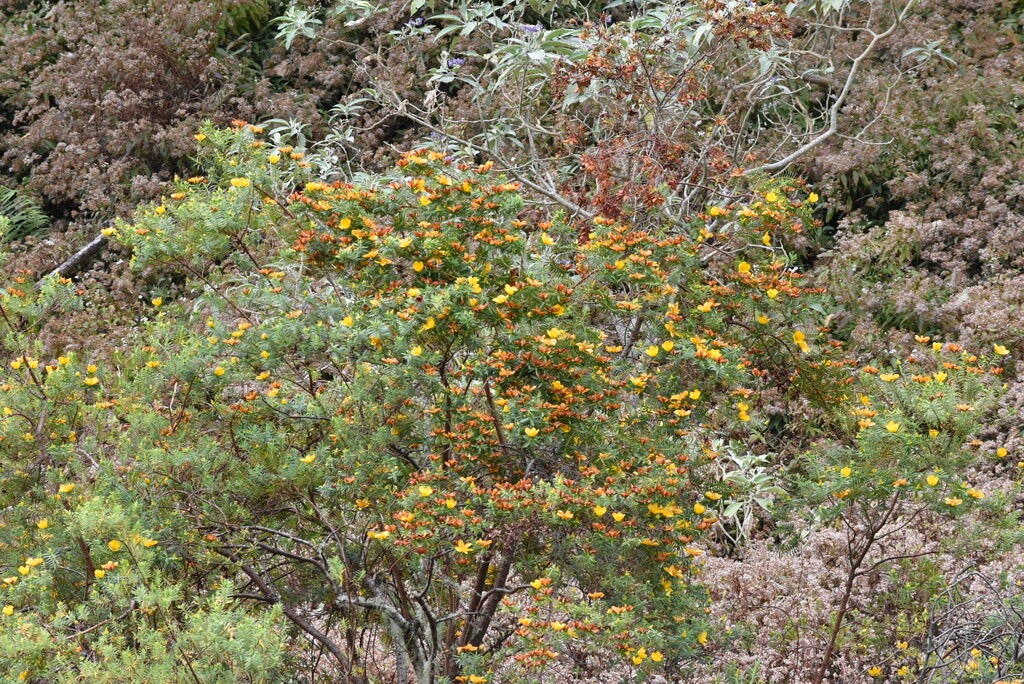 Hypericum_lanceolatum-Fleur_jaune-HYPERICACEAE-Indigene_Reunion-MB3_8180.jpg