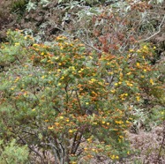 Hypericum_lanceolatum-Fleur_jaune-HYPERICACEAE-Indigene_Reunion-MB3_8180.jpg