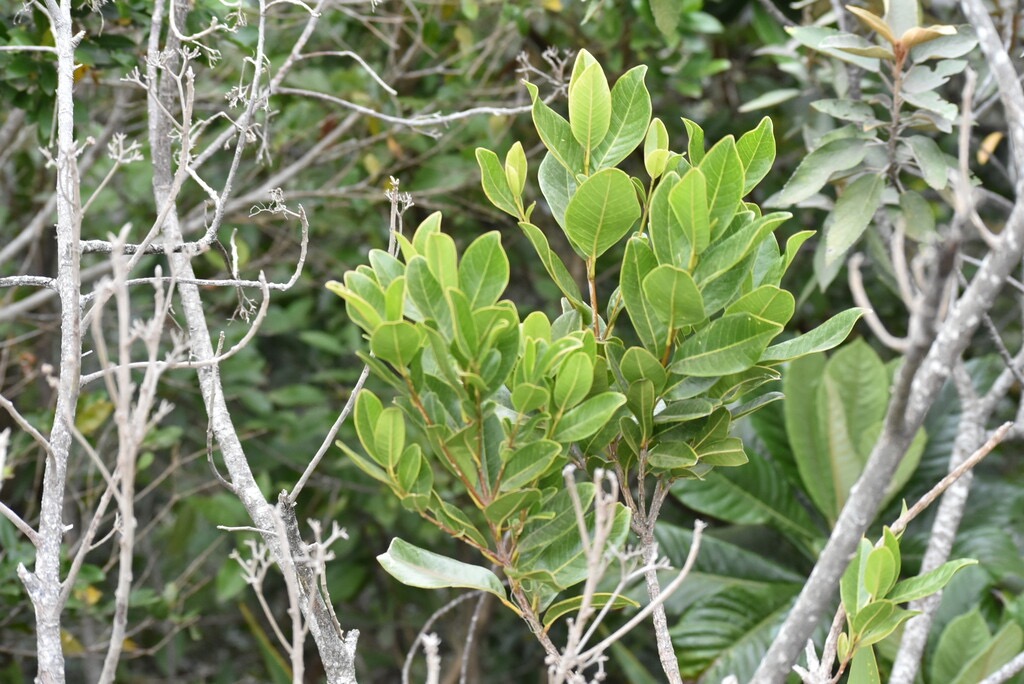 Melicope_borbonica-Petit_Catafaye-RUTACEAE-Endemique_Reunion-MB3_8090.jpg