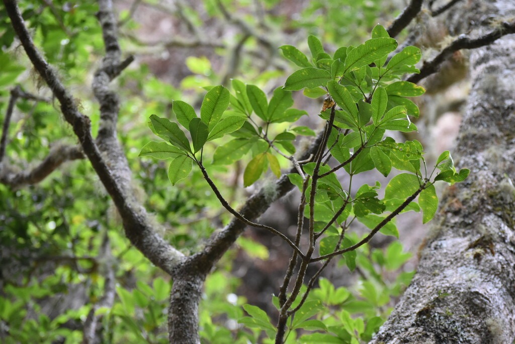 Melicope_obtusifolia-Catafaye_patte_poule-Endemique_Reunion_Maurice-MB3_8158.jpg