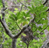 Melicope_obtusifolia-Catafaye_patte_poule-Endemique_Reunion_Maurice-MB3_8158.jpg