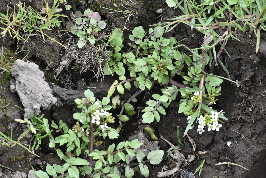 Nasturtium_officinale-Cresson-BRASSSICACEAE-Exotique-MB3_8200.jpg