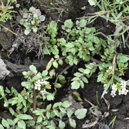 Nasturtium_officinale-Cresson-BRASSSICACEAE-Exotique-MB3_8200.jpg