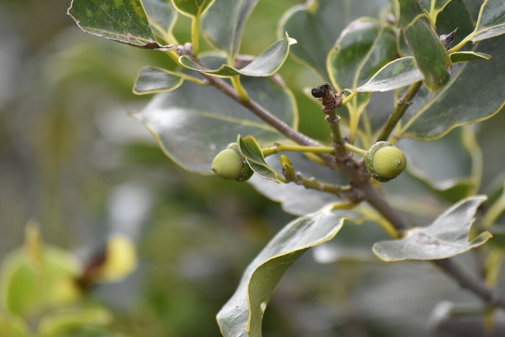 Ocotea_obtusata-Cannelle_marron-LAURACEAE-Endemique_Reunion_Maurice-MB3_8084.jpg