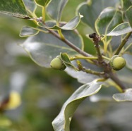 Ocotea_obtusata-Cannelle_marron-LAURACEAE-Endemique_Reunion_Maurice-MB3_8084.jpg