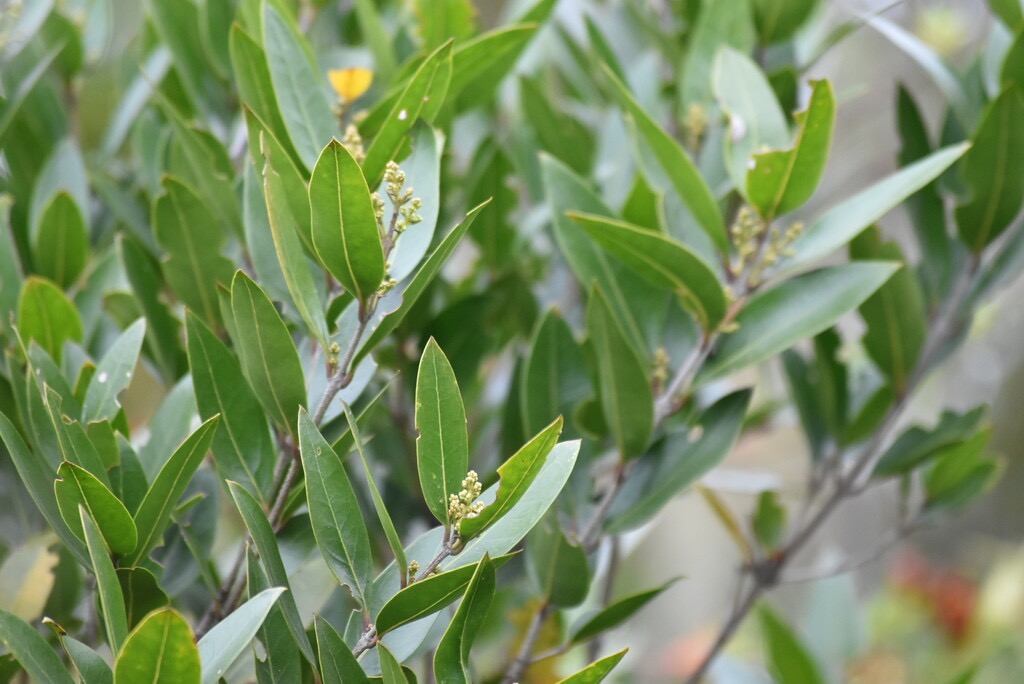 Olea_lancea-Bois_d_olive_blanc-OLEACEAE-Endemique_Reunion_Maurice-MB3_8092.jpg