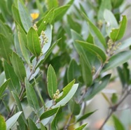 Olea_lancea-Bois_d_olive_blanc-OLEACEAE-Endemique_Reunion_Maurice-MB3_8092.jpg