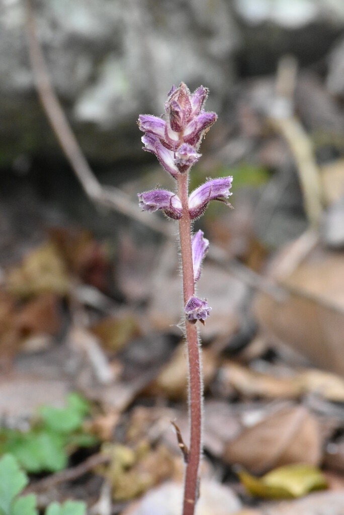 Orobanche_minor-OROBANCHACEAE-Amphinaturalise-MB3_8170.jpg