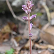 Orobanche_minor-OROBANCHACEAE-Amphinaturalise-MB3_8170.jpg