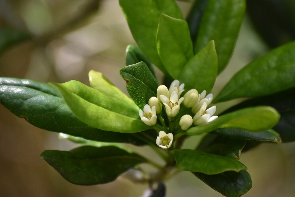 Pittosporum_senecia_reticulatum-Joli_coeur_des_hauts-PITTOSPORACEAE-Endemique_Reunion-MB3_8167.jpg