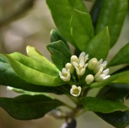 Pittosporum_senecia_reticulatum-Joli_coeur_des_hauts-PITTOSPORACEAE-Endemique_Reunion-MB3_8167.jpg