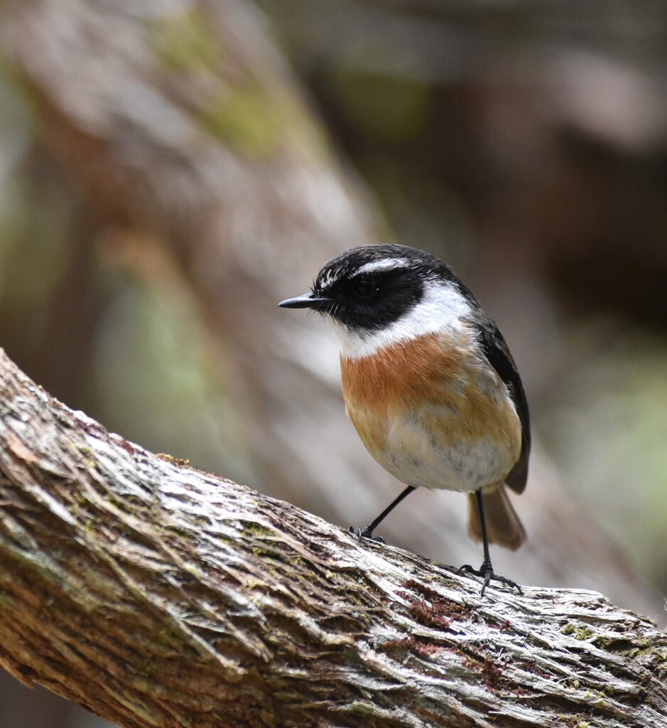 Saxicola_tectes-Tec_tec-MUSCICAPIDAE-Endemique_Reunion-MB3_8080b.jpg