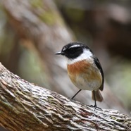 Saxicola_tectes-Tec_tec-MUSCICAPIDAE-Endemique_Reunion-MB3_8080b.jpg