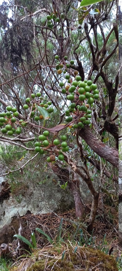 Smilax_anceps-Liane_croc_de_chien-SMILACACEAE-Indigene_Reunion-20241106_141808.jpg