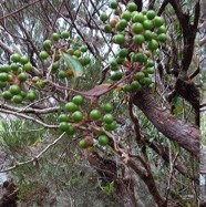 Smilax_anceps-Liane_croc_de_chien-SMILACACEAE-Indigene_Reunion-20241106_141808.jpg