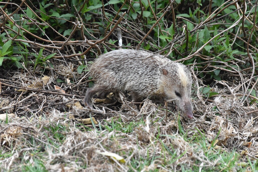 Tenrec_ecaudatus-Tangue-TENRECIDAE-Exotique_Madagascar-MB3_8199.jpg