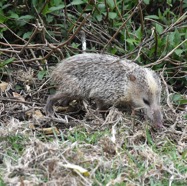 Tenrec_ecaudatus-Tangue-TENRECIDAE-Exotique_Madagascar-MB3_8199.jpg