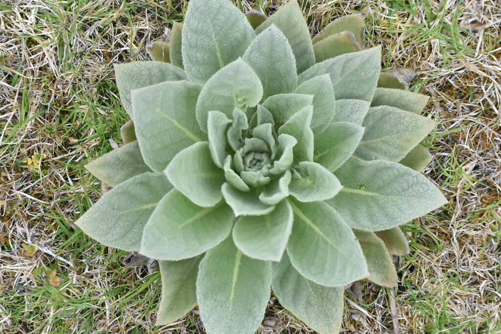 Verbascum_thapsus-Bouillon_blanc-SCROPHULARIACEAE-Amphinaturalise-MB3_8202.jpg