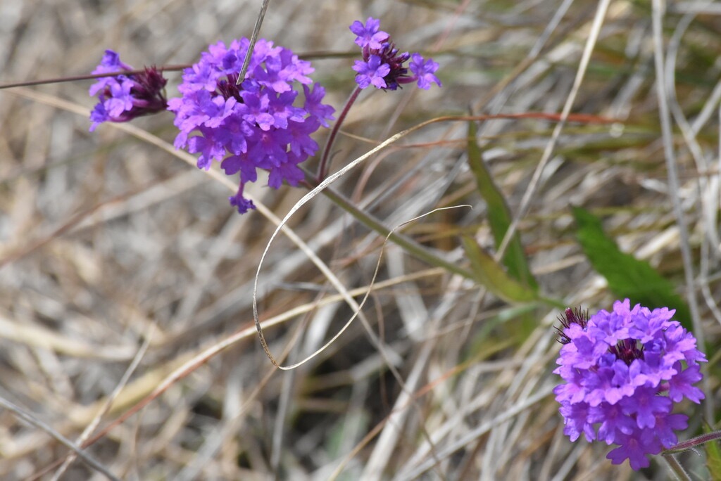 Verbenia_bonariensis-Verveine_sauvage-VERBENACEAE-Amerique_du_sud_espece_envahissante-MB3_8215.jpg